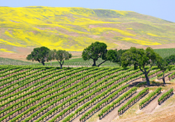 Santa Barbara Vineyard