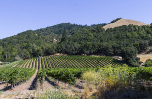 Vineyard outside Santa Rosa